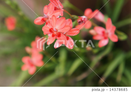 ヒメヒオウギアヤメ 14378685