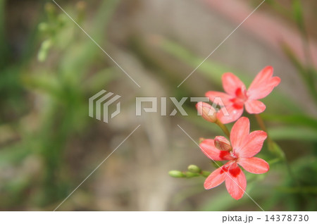 ヒメヒオウギアヤメ 14378730