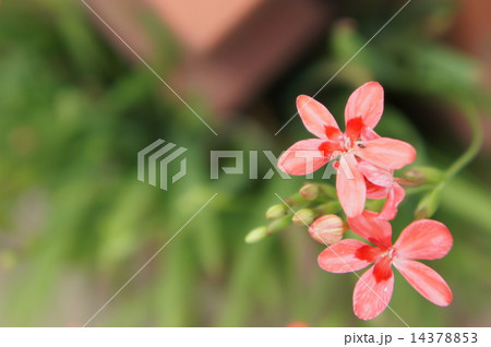 ヒメヒオウギアヤメ ヒメヒオウギアヤメ 14378853