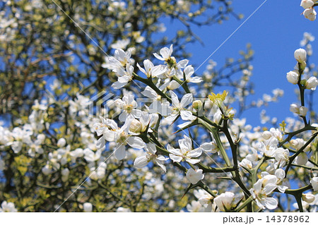 カラタチの花の写真素材 14378962 Pixta