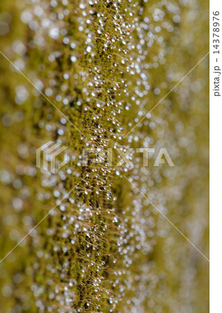 苔の水滴 苔の水滴 14378976