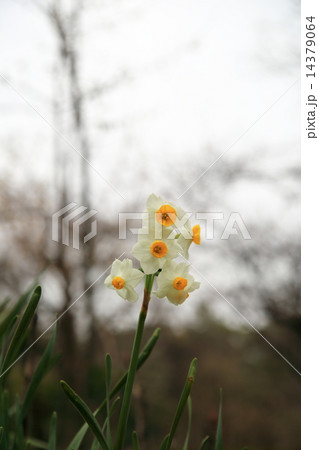 安芸灘 14379064