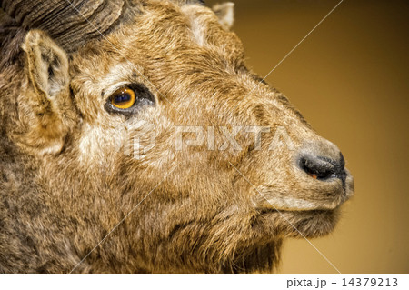 Chamois deer in the rocks background Chamois deer in the rocks background 14379213