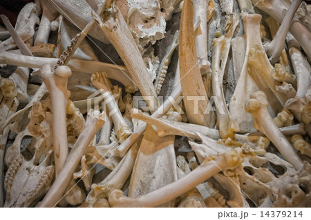 animals bones 14379214