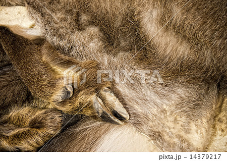 Chamois deer skin Chamois deer skin 14379217