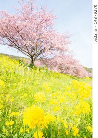 みなみのさくら みなみのさくら 14379270