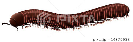Centipede 14379958
