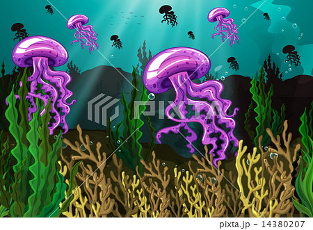 Jellyfish Jellyfish 14380207