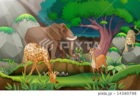 Animals and jungle 14380798