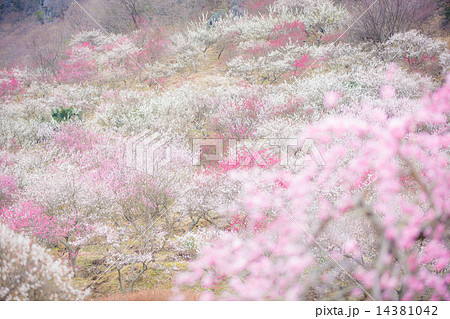 湯河原梅林 14381042