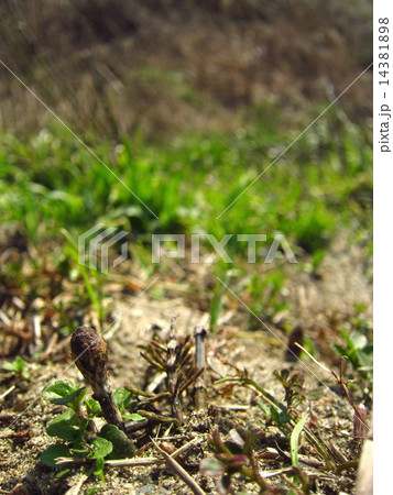 顏を出したツクシ 顏を出したツクシ 14381898