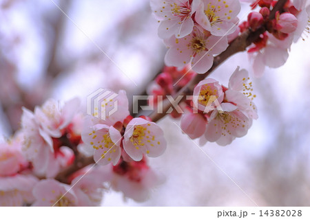 梅の花 14382028