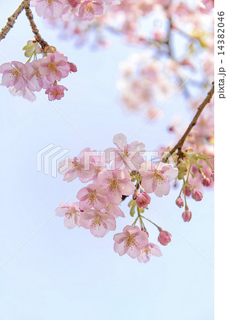 河津桜 河津桜 14382046