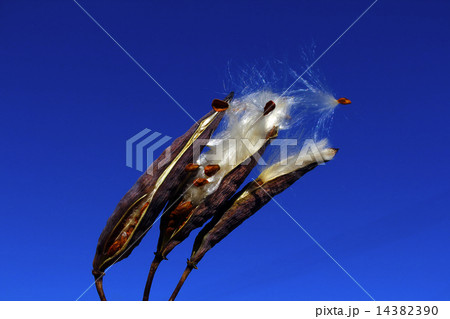 アスクレピアス・サマーピアス 14382390