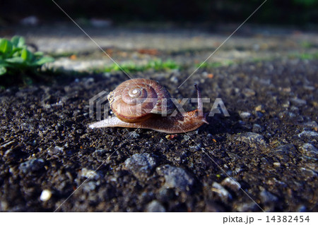 カタツムリ カタツムリ 14382454