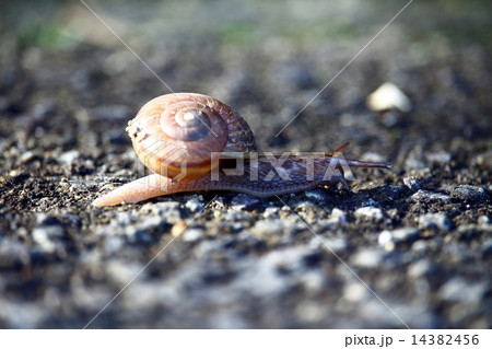 カタツムリ カタツムリ 14382456