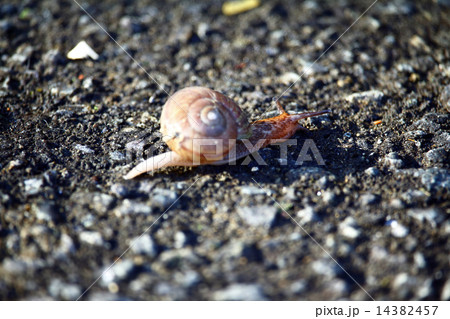 カタツムリ 14382457