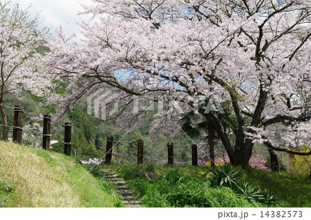 春らんまん 14382573