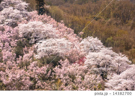花見山 14382700