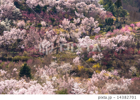 花見山 14382701
