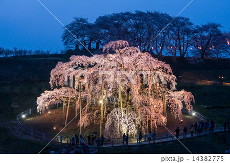夕暮れの滝桜 14382775