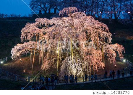夕暮れの滝桜 14382776