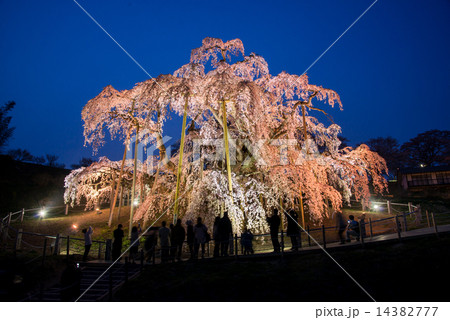 夕暮れの滝桜 14382777