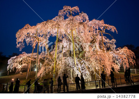 夕暮れの滝桜 14382778