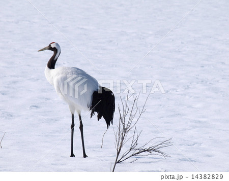 雪原のタンチョウ 雪原のタンチョウ 14382829