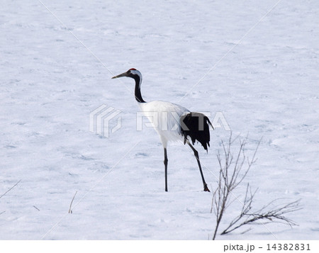 雪原のタンチョウ 雪原のタンチョウ 14382831