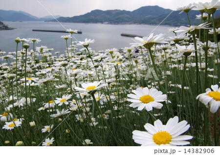 白い除虫菊が咲く瀬戸の島 14382906