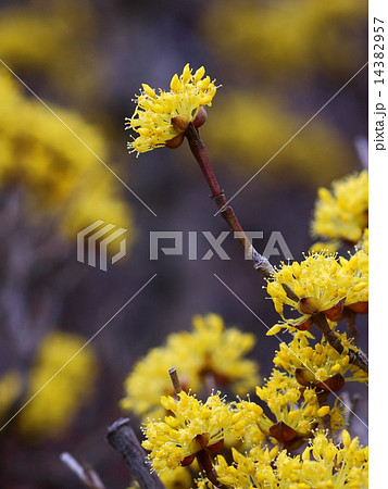 サンシュウの花 14382957