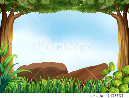 Forest Forest 14383354