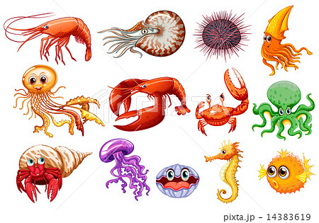 Sea animals 14383619