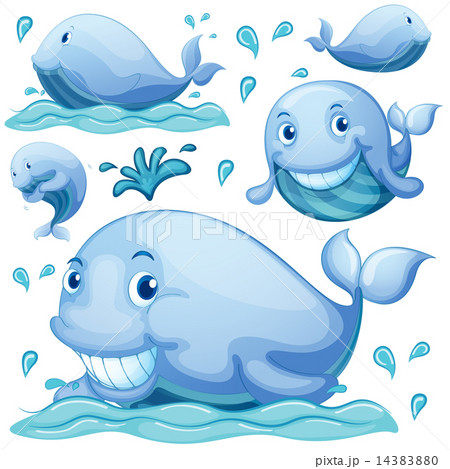 Whale 14383880