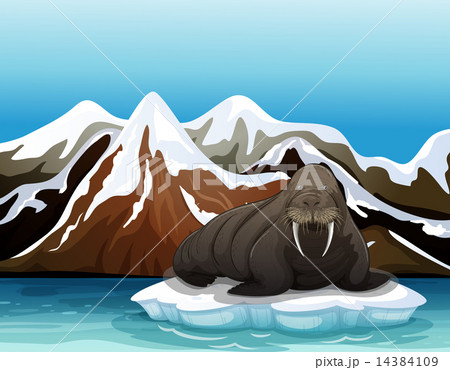 A walrus A walrus 14384109