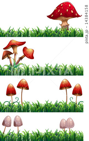 Mushrooms 14384158