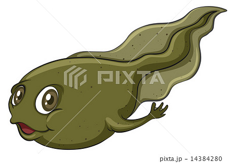 A tadpole A tadpole 14384280