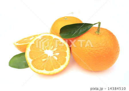 甘夏 甘夏 14384510