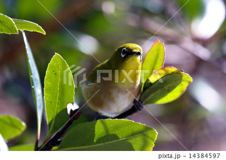 メジロ・野鳥 メジロ・野鳥 14384597