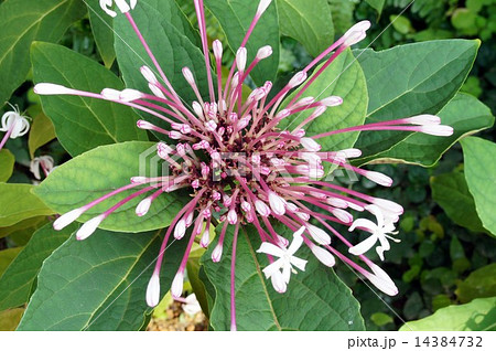 クレロデンドルム・クアドリロクラレ クレロデンドルム・クアドリロクラレ 14384732