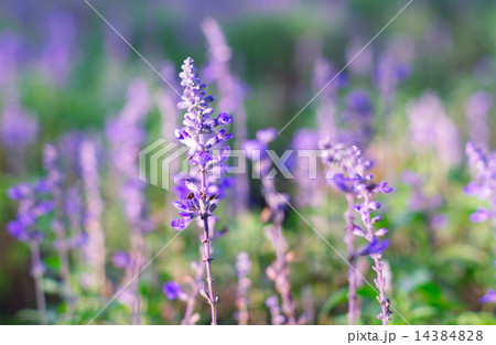 Beautiful spring background with Salvia farinacea  Beautiful spring background with Salvia farinacea  14384828