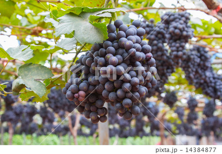 Bunche of blue grapes on vine 14384877