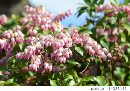 アケボノアセビ（曙馬酔木） 14385145