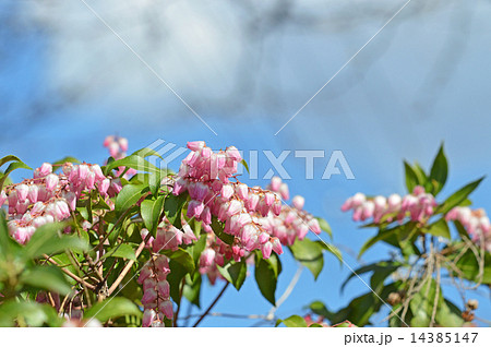 アケボノアセビ（曙馬酔木） 14385147