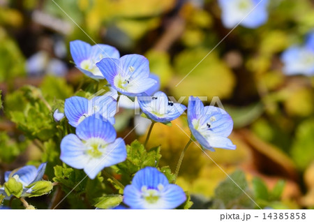 星の瞳 星の瞳 14385858