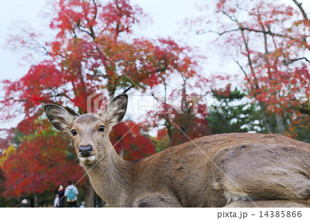 奈良公園の鹿 14385866