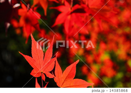 もみじ 14385868