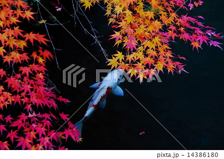 錦鯉と紅葉 14386180