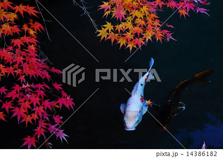 錦鯉と紅葉 14386182